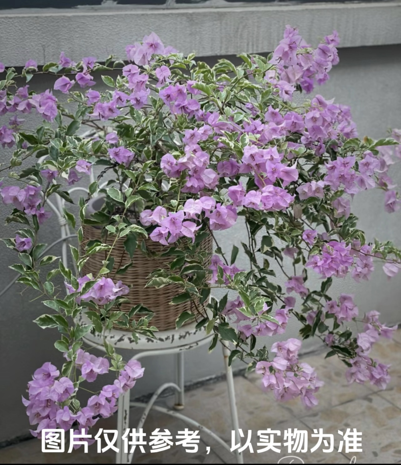 【银边水仙紫】三角梅花卉勤花四季开花基地直发