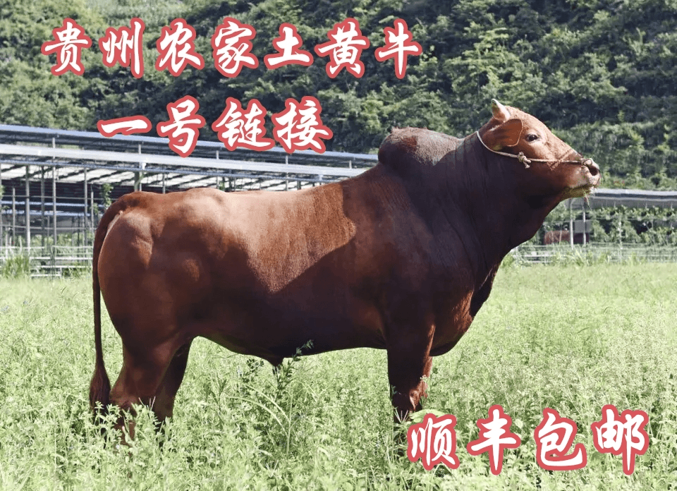 贵州农家土黄牛肉直播间现称一号链接