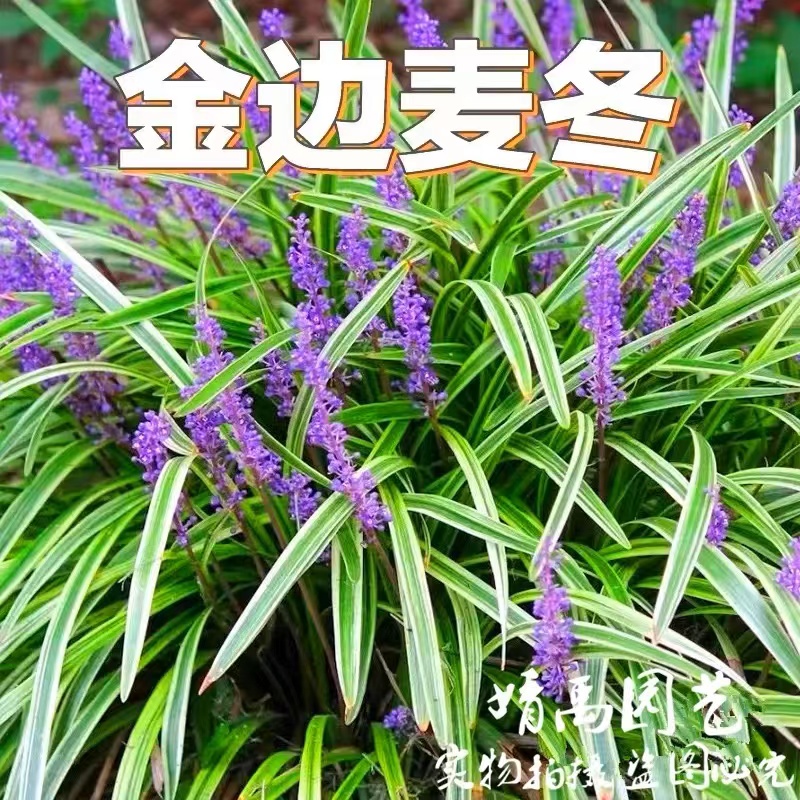 金边冬麦盆栽小苗  四季常绿延边花坛植物耐寒耐热花镜多年生宿根