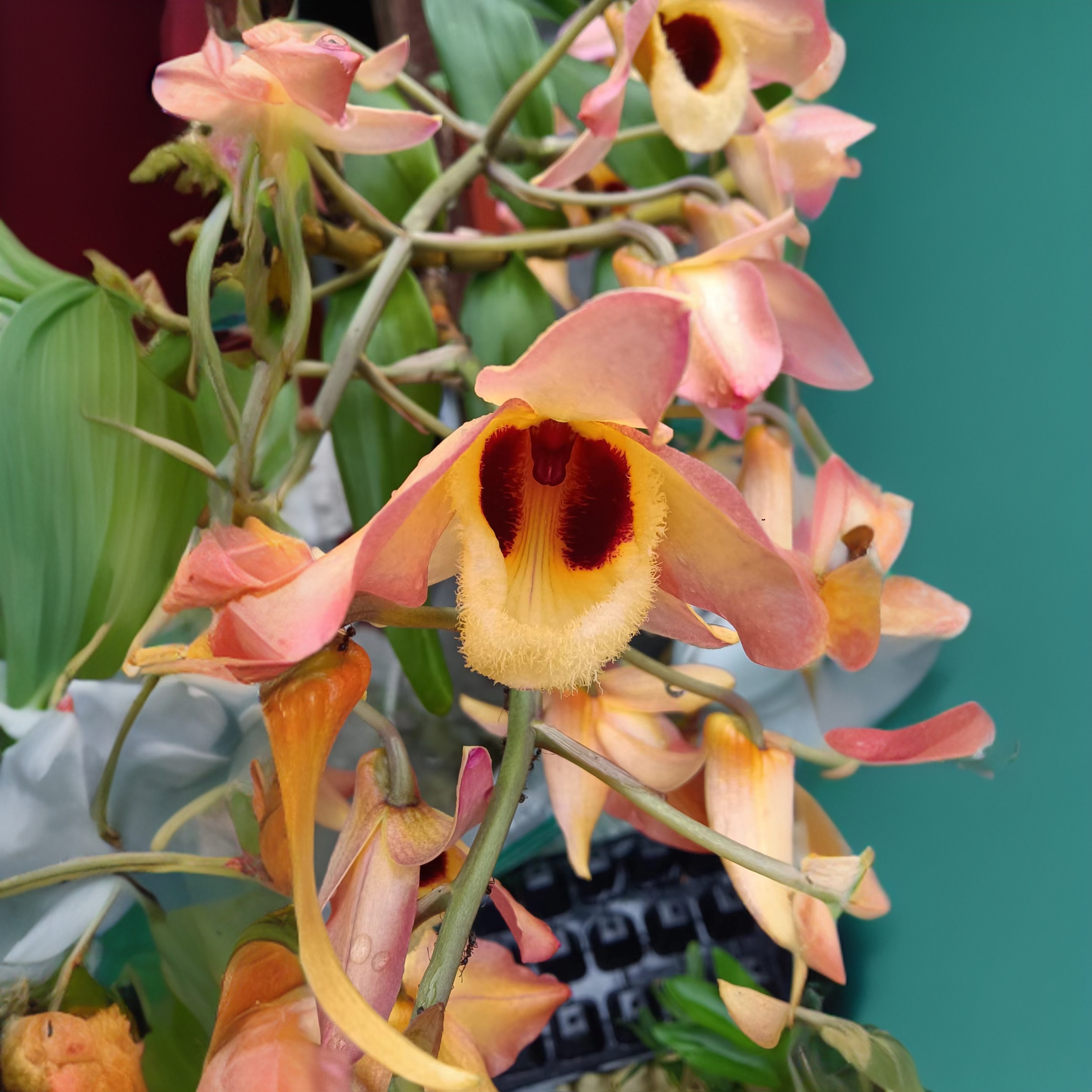 红勺唇石斛花卉盆栽花美四季长青阳台懒人绿植