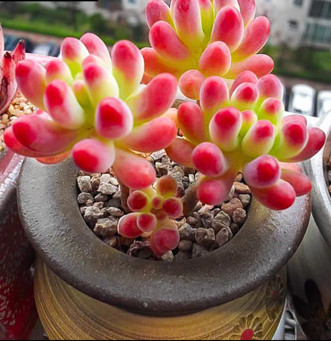 果冻乙女心多肉植物看直播间实物