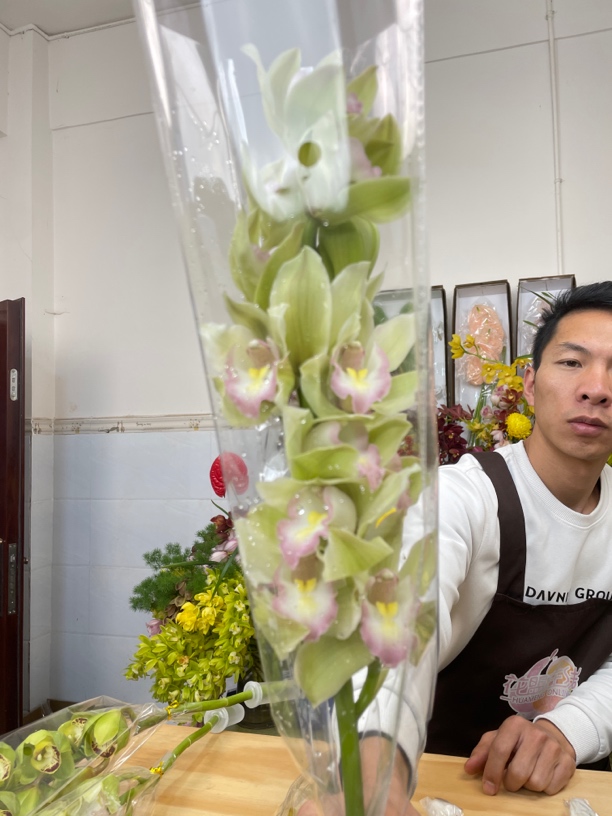 A级碧波仙子绿色惠兰