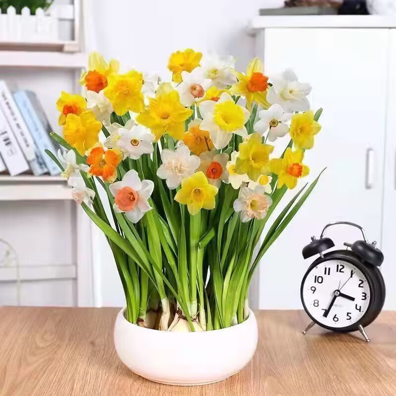 水仙花种球水培室内四季水养花卉盆栽植物百合花种子洋风信子种球