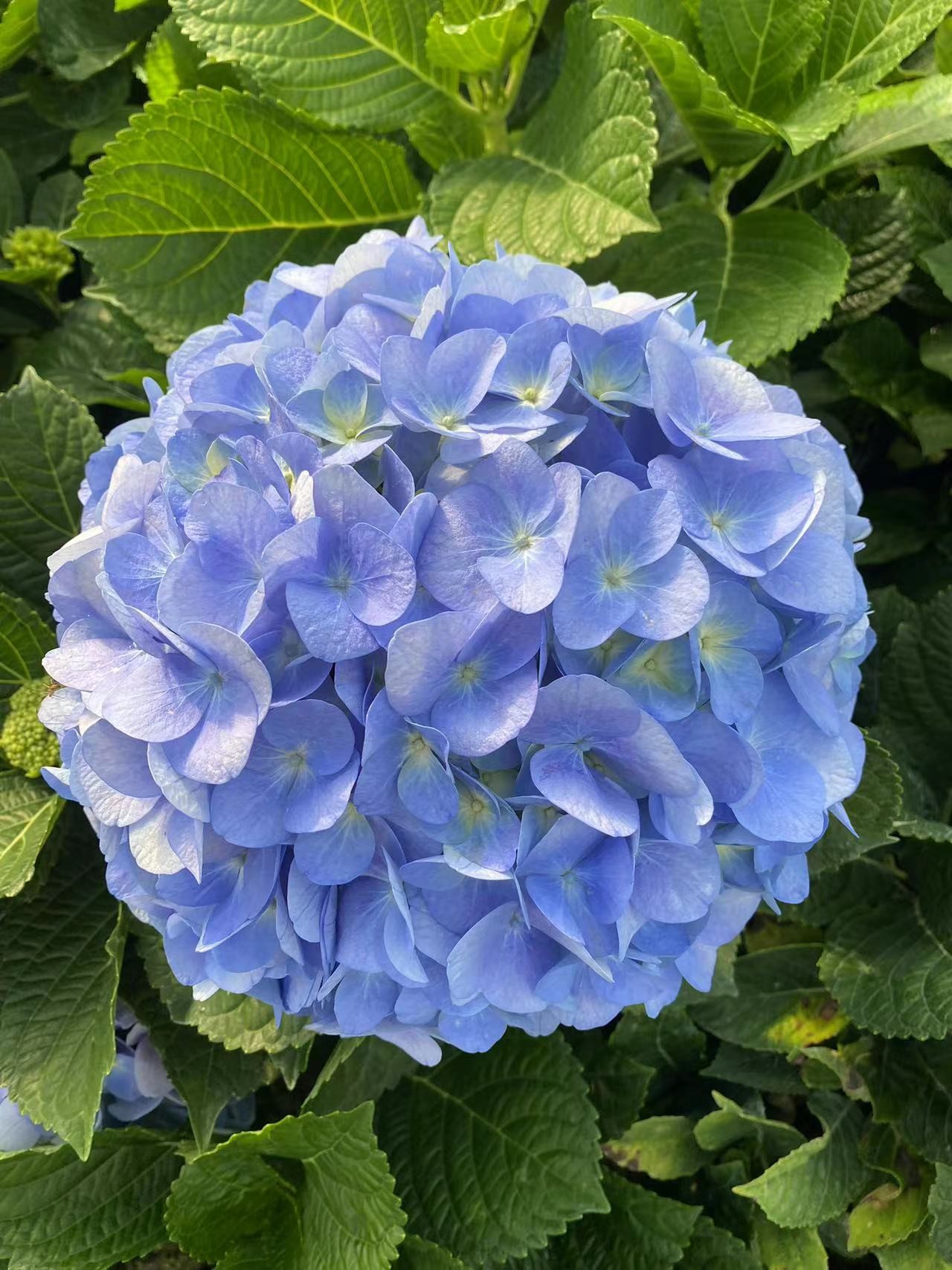 地栽鲜切花品种大海蓝绣球一物一拍