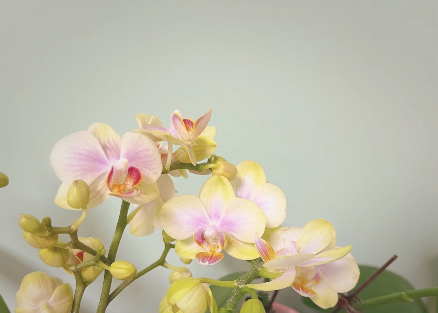 蝴蝶兰——(小熊软糖)开花发货
