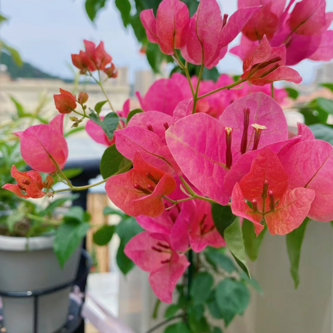 （甜西瓜）三角梅  四季开花庭院 阳台花卉绿植盆栽