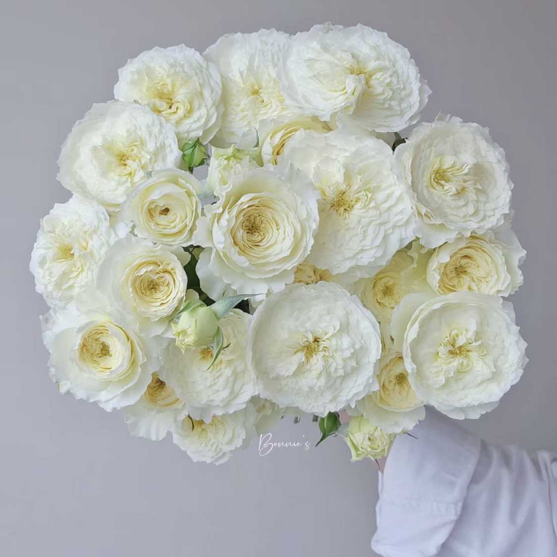 耐心（贼香）-单头玫瑰（两单包邮 一单需补邮费）