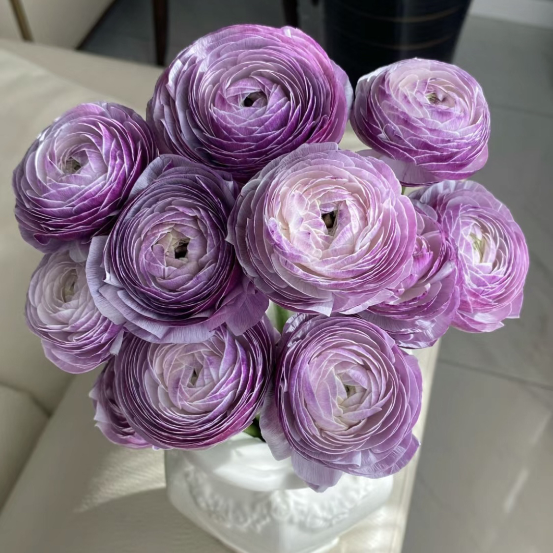 洋葱紫洋牡丹（任意两单包邮，一单需要补运费）