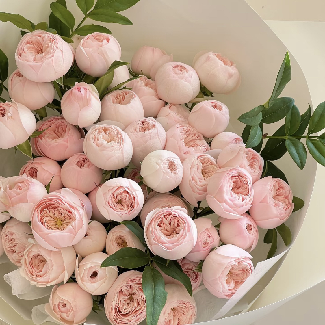 酷皮-玫瑰（任意两单包邮，一单需要补运费）鲜花