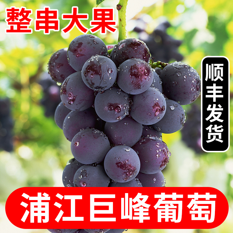 浦江巨峰葡萄整串现摘发应季水果整箱送礼净含量2500g