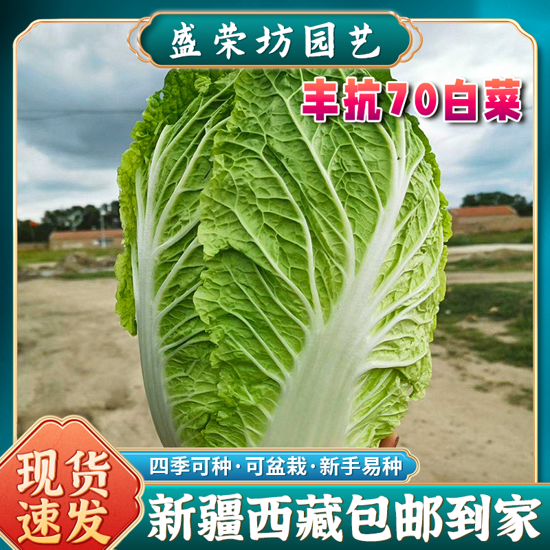 【新疆西藏包邮】丰抗70大白菜种子紧实包心白菜种子四季播种蔬菜