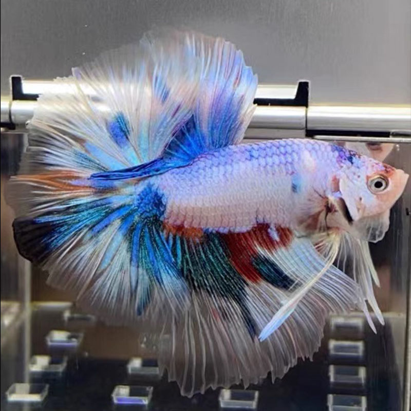 B16（361-384）泰国斗鱼小型热带观赏鱼、耐活