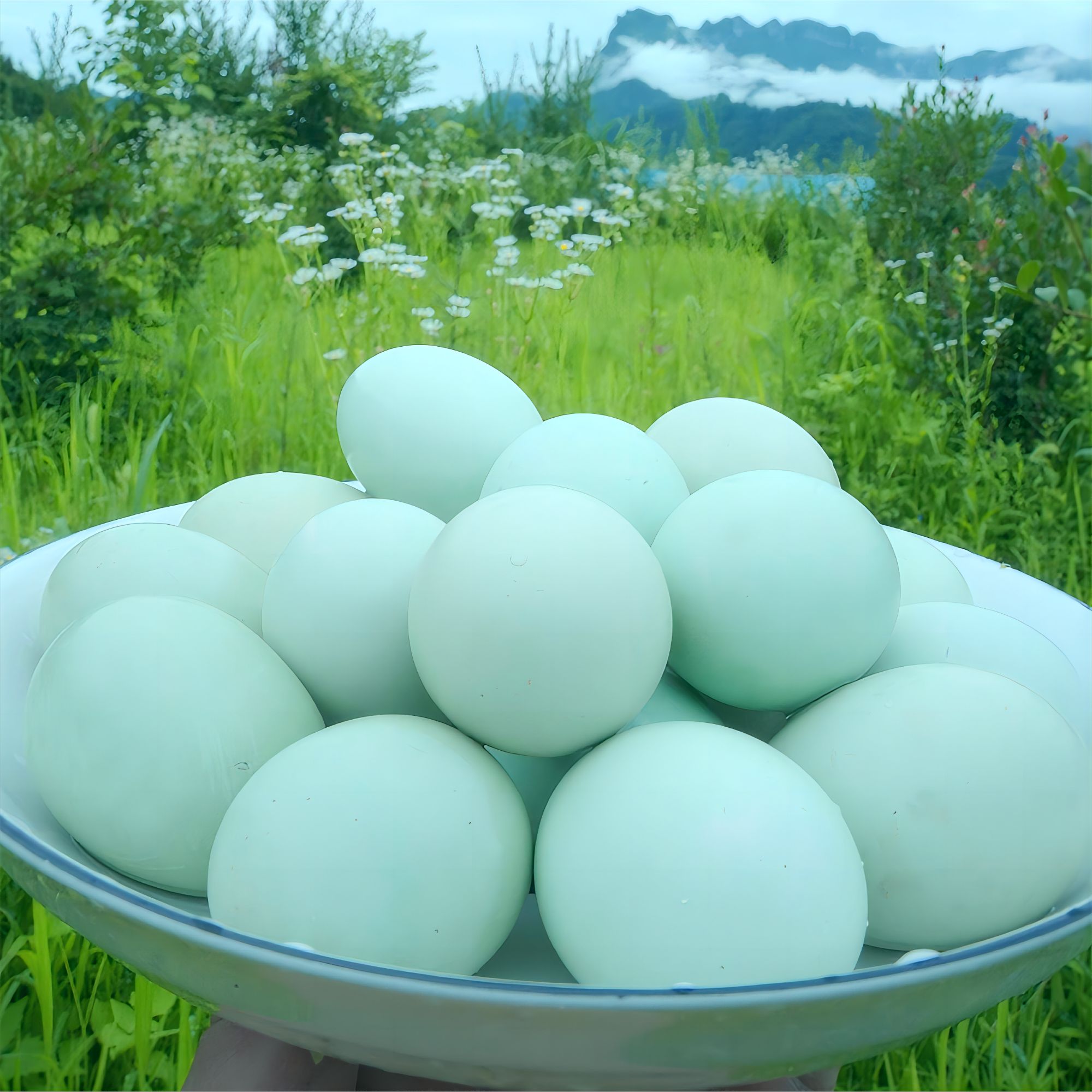 30个绿壳农家散养土鸡蛋