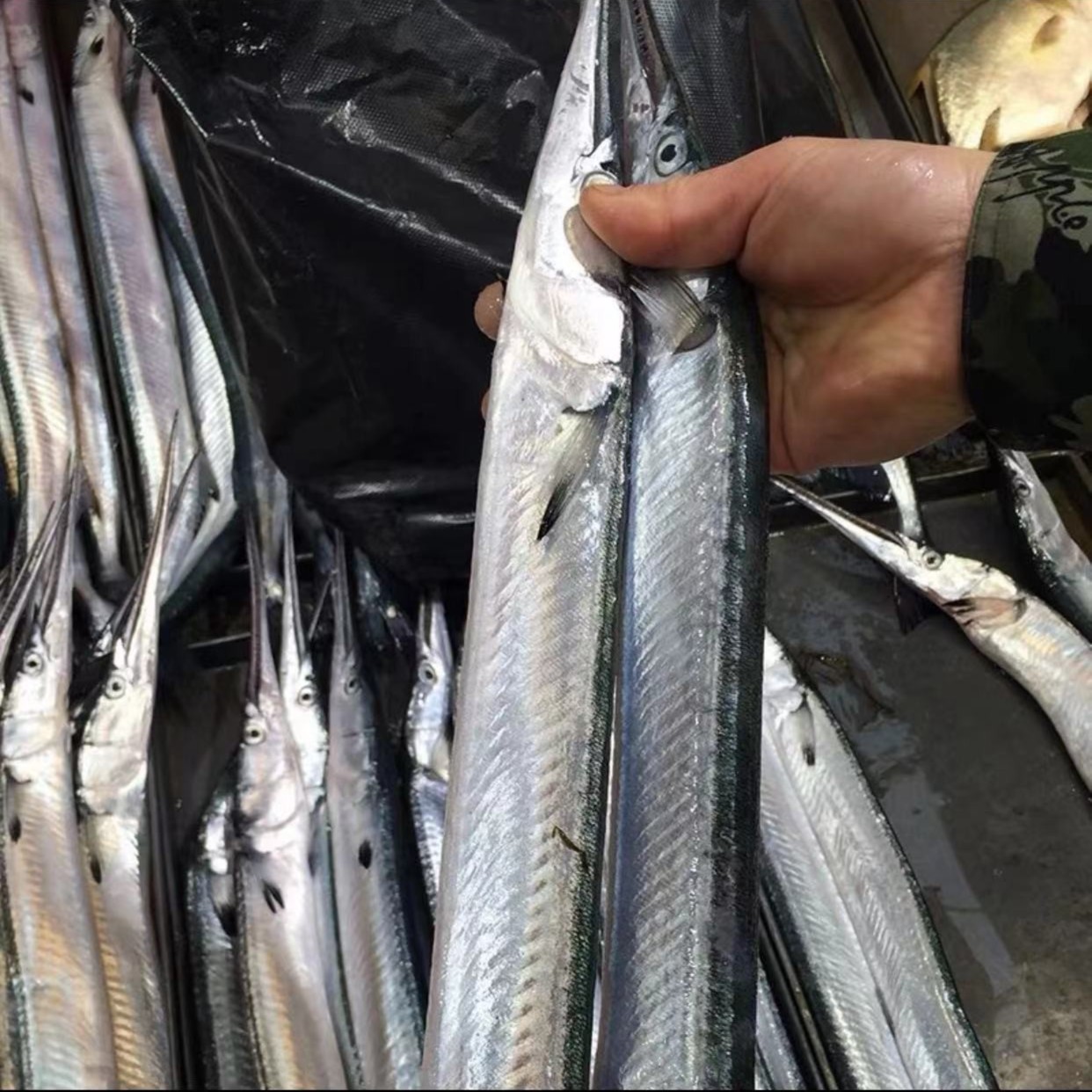 【针鱼】野生海捕绿骨青针鱼长嘴鱼连云港发货包邮食用冷冻