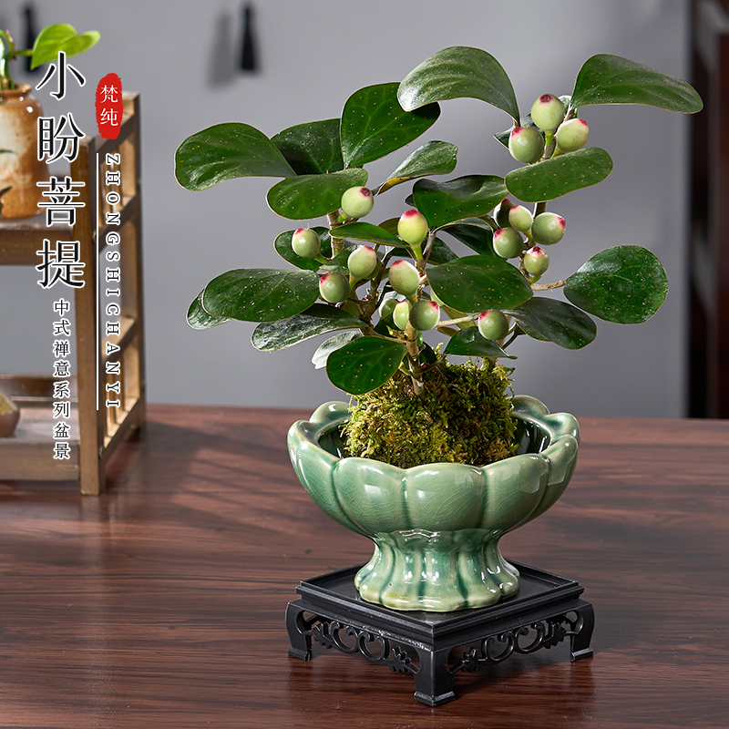 小盼菩提苔藓球盆栽带果室内植物办公室桌面好养植物禅意盆景绿植