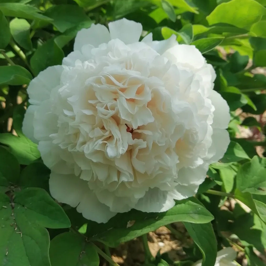 {雪塔}正宗洛阳重瓣观赏牡丹花大花绿植花卉盆栽好养
