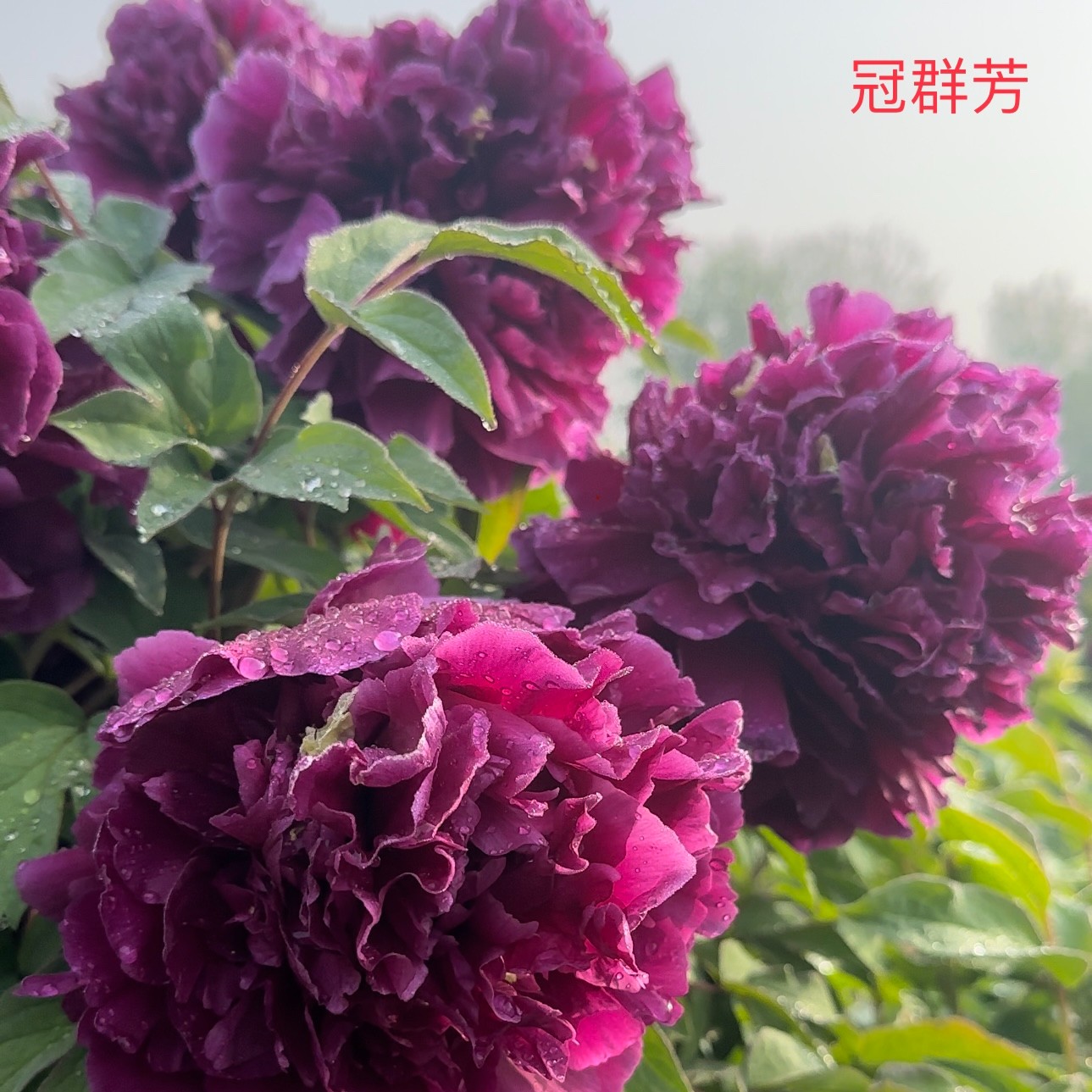 【冠群芳】洛阳重瓣观赏牡丹花大花绿植花卉盆栽地栽好养