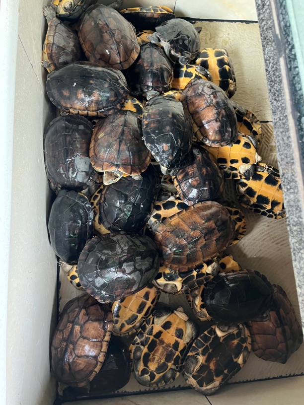 正宗南石龟不分公母