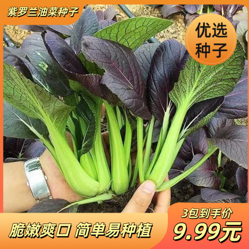 紫罗兰小青菜种子上海青小青菜籽耐寒蔬菜种籽子四季阳台盆栽蔬菜