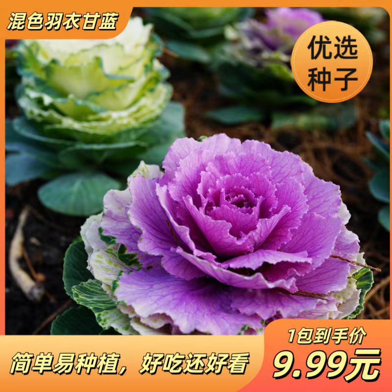 混色羽衣甘蓝稀有蔬菜种子营养丰富紫色羽衣甘蓝种子可食用可观赏