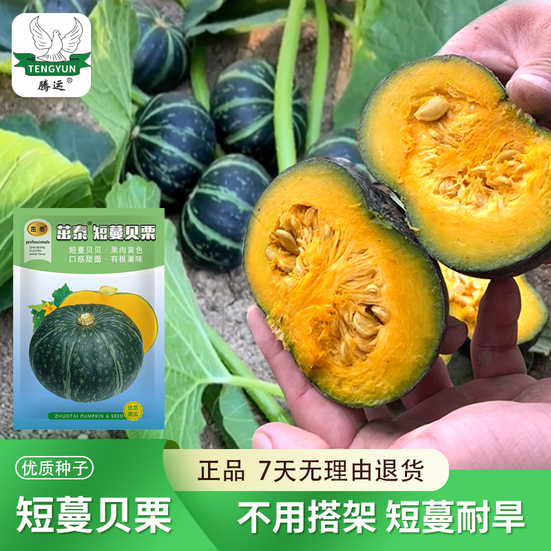 tengyun/腾运不搭架南瓜早熟短蔓贝贝南瓜板栗味甜南瓜籽阳台花盆