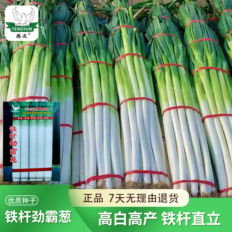 铁杆劲霸葱大葱种子山东章丘大葱种子蔬菜种籽四季葱种甜特大葱籽