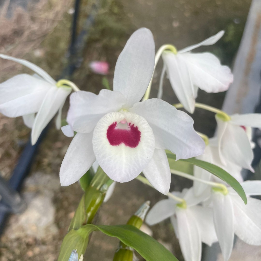 一物一拍自助下单链接