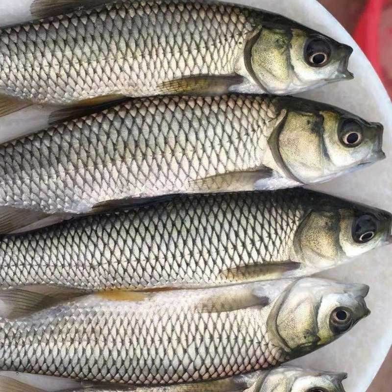 草鱼活鱼淡水养殖食用活体饲料鱼皖鱼小草鱼批发特大草鱼