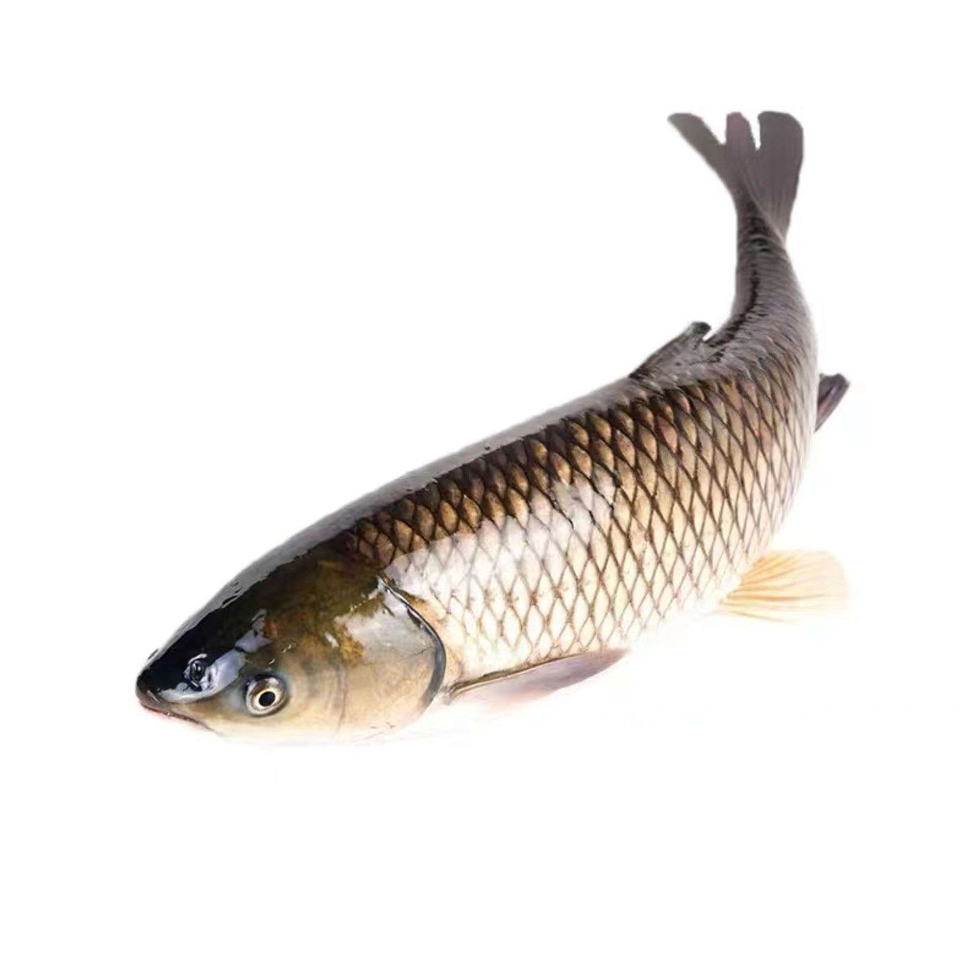 草鱼淡水养殖食用特大半斤草鱼鲜活皖鱼小草鱼食蚊鱼