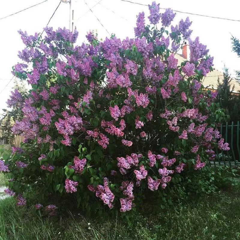 丁香花树苗浓香型室内盆栽欧洲紫丁香花苗耐寒庭院别墅地栽花卉