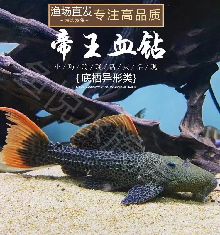 L600帝王血钻异型鱼清道夫工具鱼好饲养坦克类异型鱼活体发货