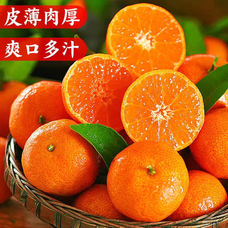 四川砂糖橘新鲜无籽薄皮多汁现摘现发