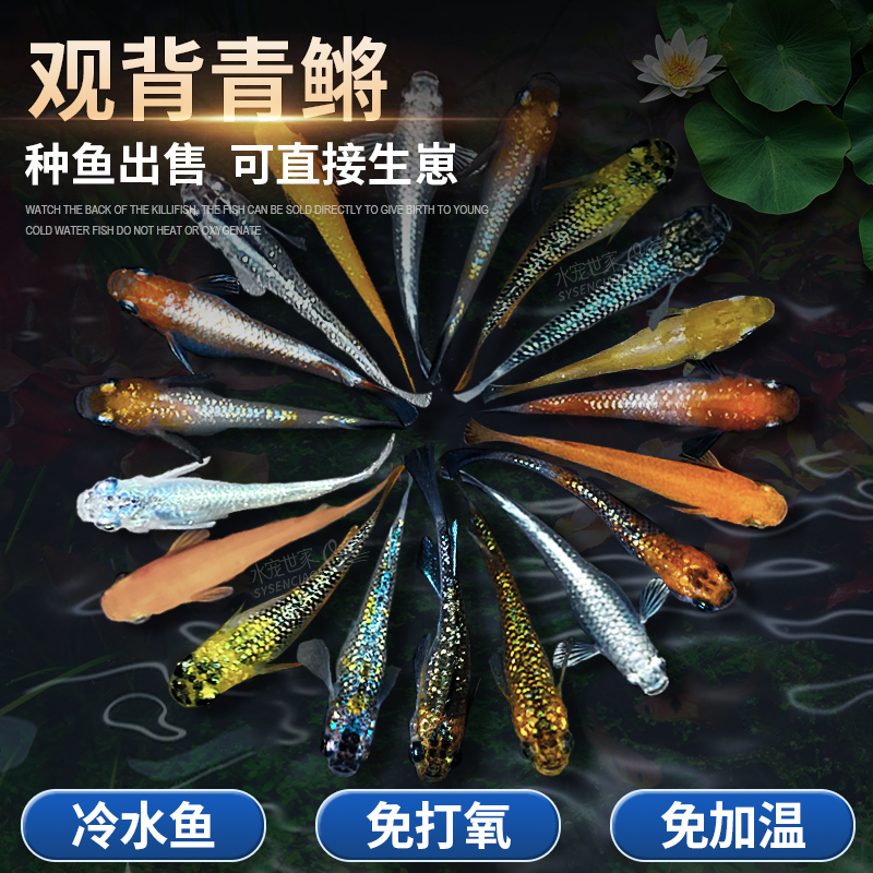 观背青鳉精品冷水鱼苗好养可孵化小型锦鲤魔法鱼原生鱼红帝干支