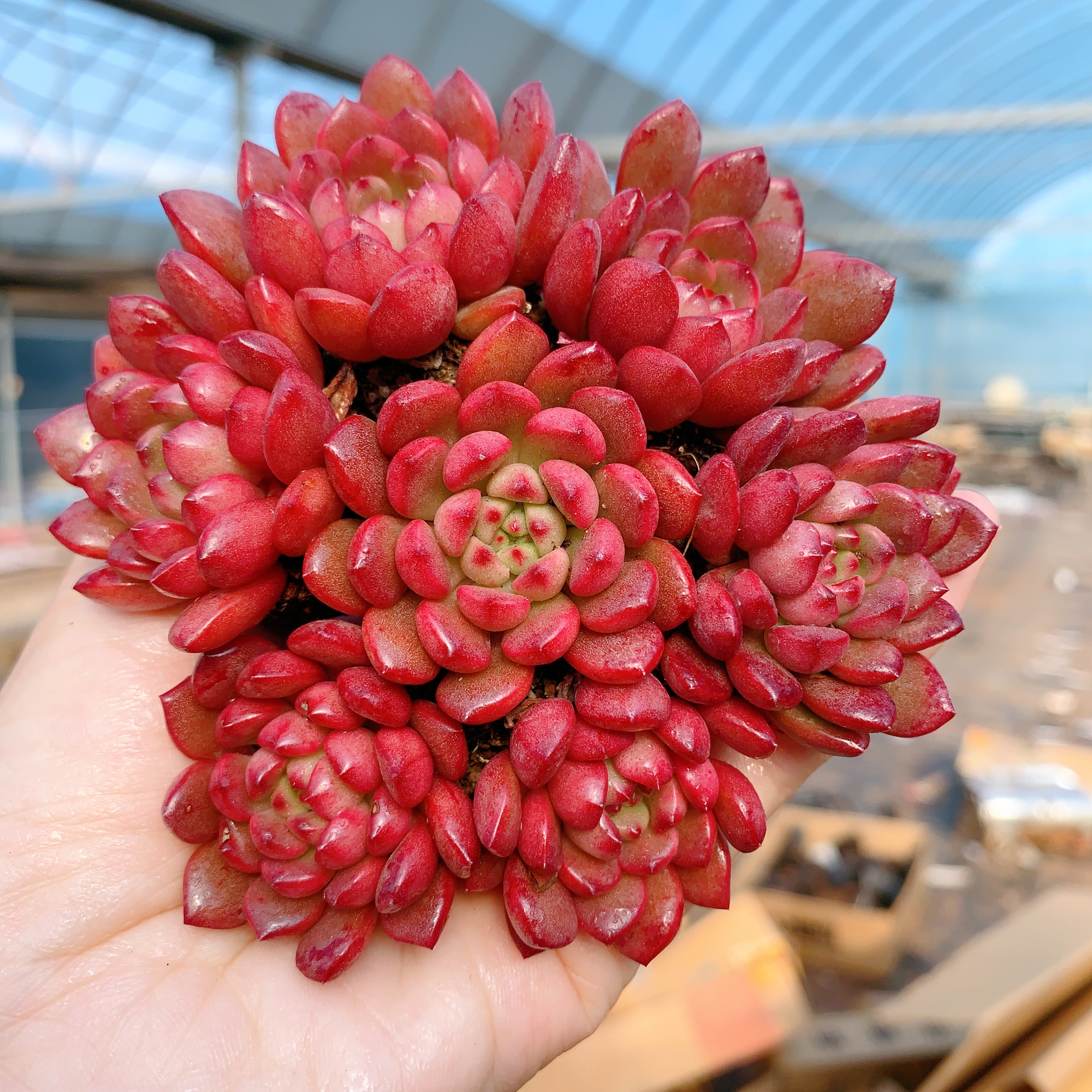 红宝石小苗穴盘单头红宝石多肉植物绿植盆栽