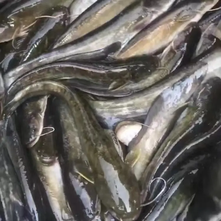 （按斤）四川土鲶鱼 每条10g左右 沟鲶