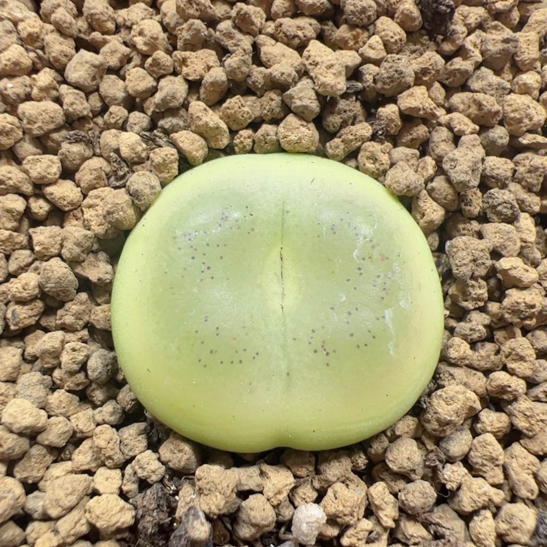 【闪购商品】263 拉登