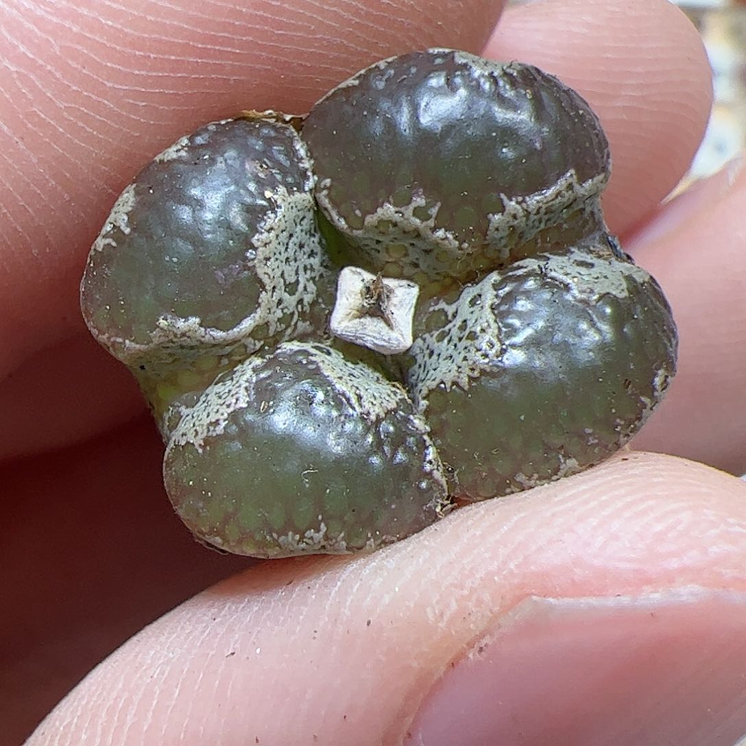 【闪购商品】66 大窗蝴蝶