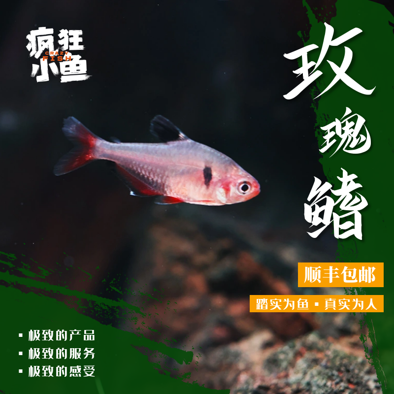 【疯狂小鱼】红大勾扯旗