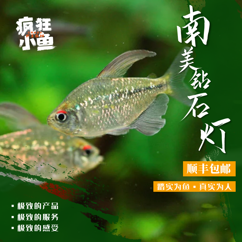 【Z疯狂小鱼】南美钻石灯鱼