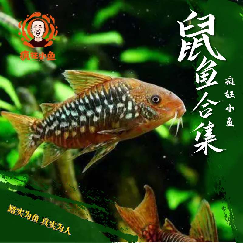 【疯狂小鱼】 直播鼠鱼集合