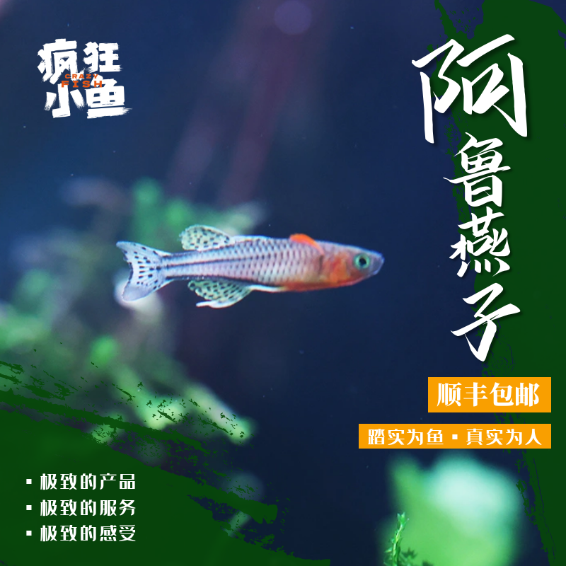 【疯狂小鱼】阿鲁珍珠燕子鱼 