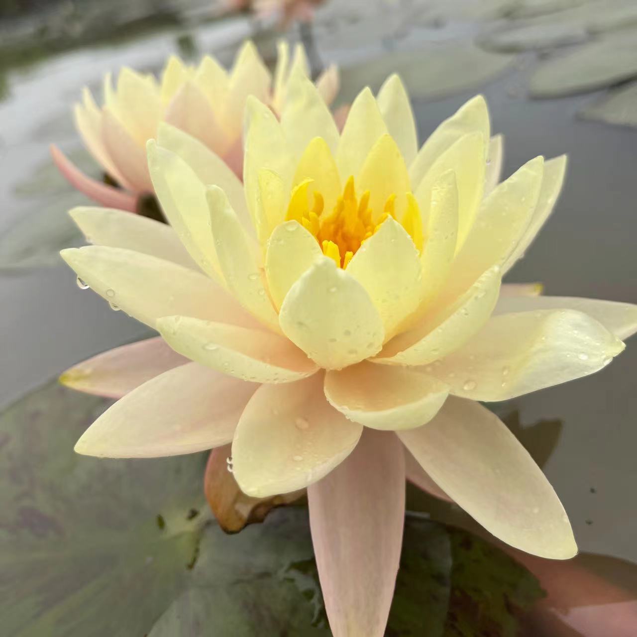 中大型耐寒睡莲保罗带花苞发货