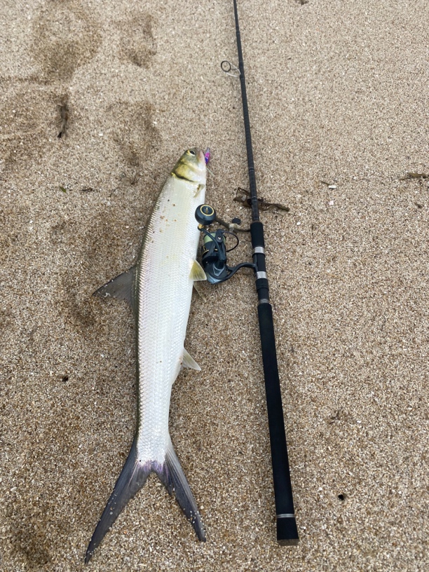 【弹鱼路亚】大根杆岸投大物铁板竿波爬杆