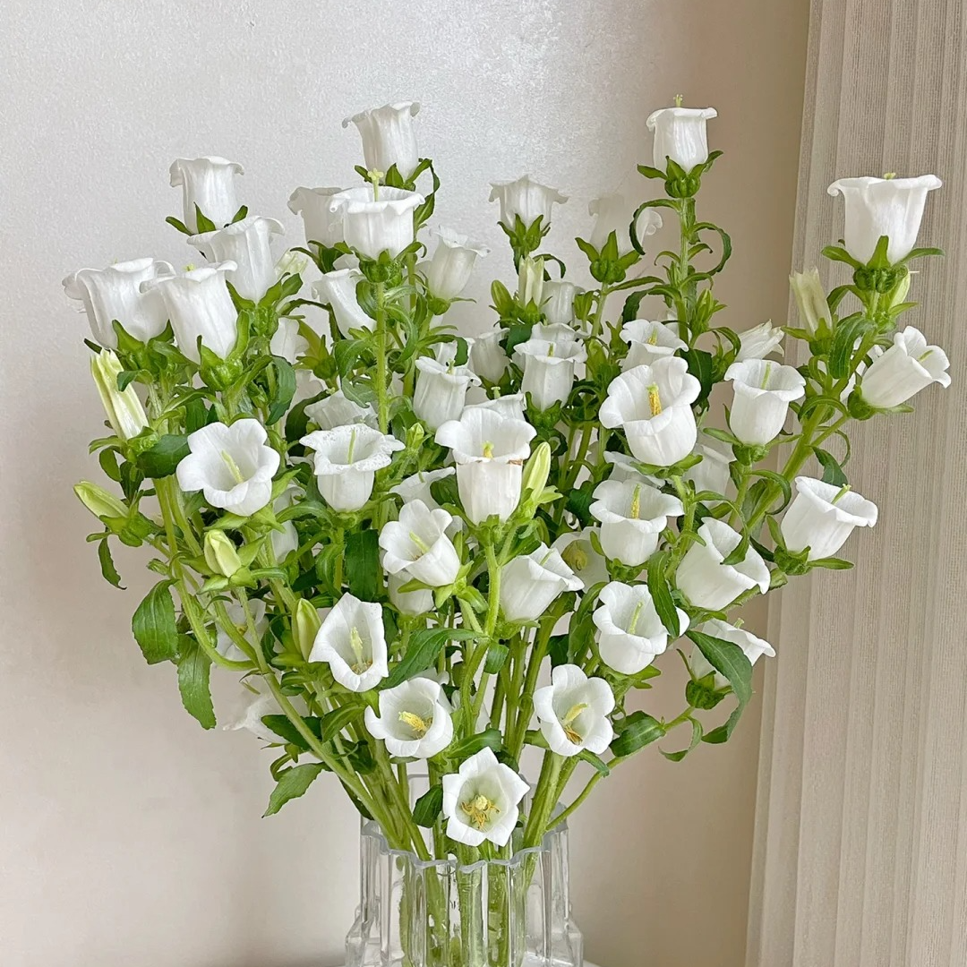 【白色风铃】爆花神器风铃花居家水培 家居鲜花 
