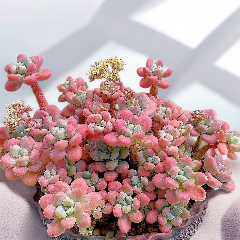 香水红洛神精品多肉植物直播阳台庭院楼顶花园盆栽新手好养带盆发