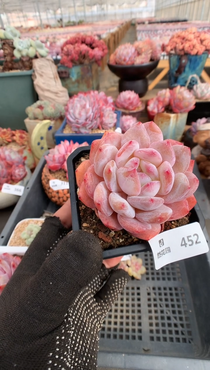 【闪购商品】452雪天使一物一拍