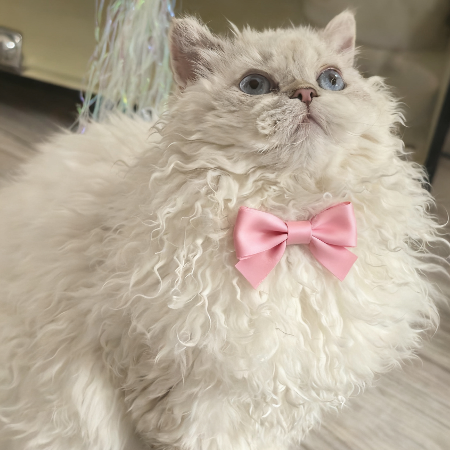 蕾蕾的塞尔凯克卷毛猫健康帅气宠物猫