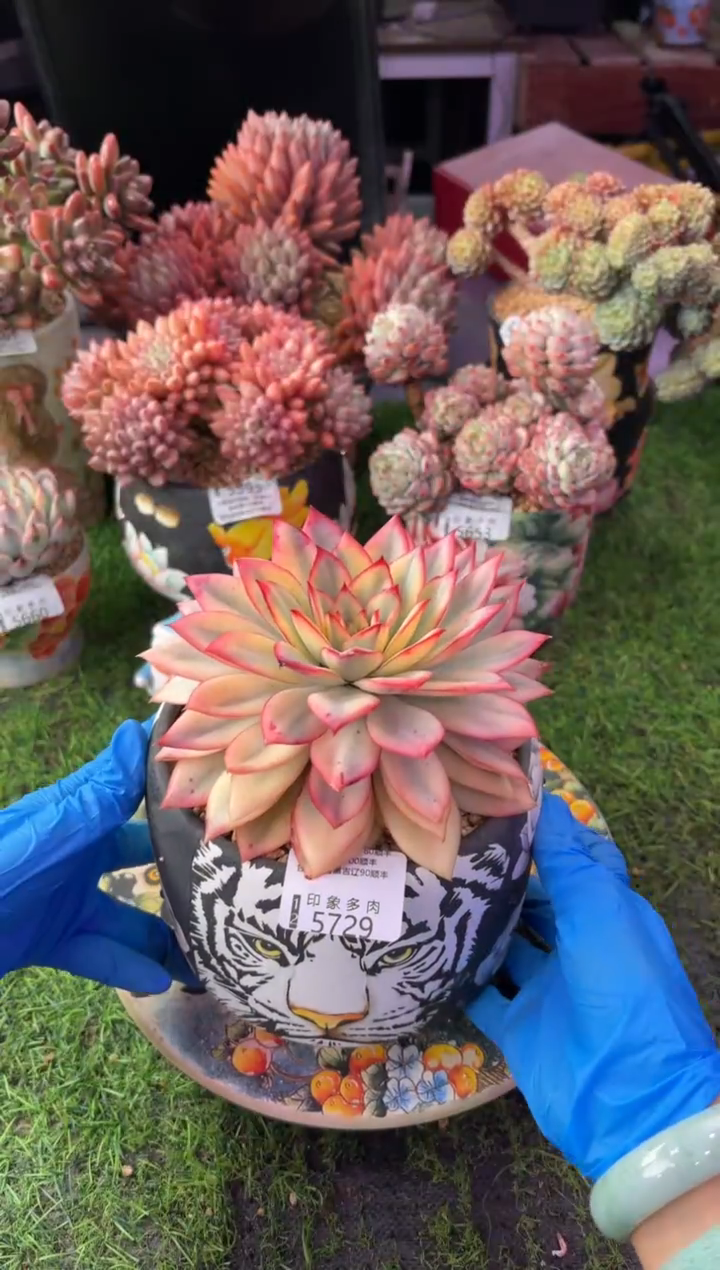 昆明印象多肉5729