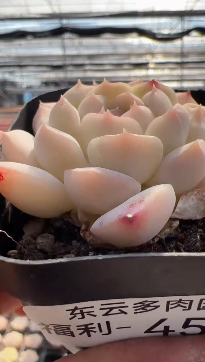 【闪购商品】福利款多肉-45