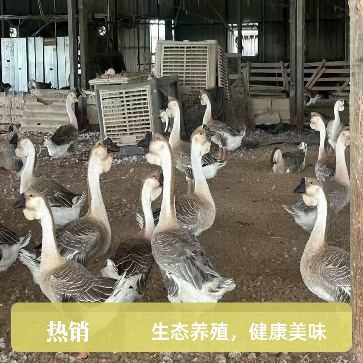 潮汕正宗特大种宠物鸭鹅假一赔十